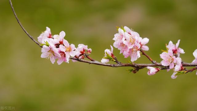 诗经最著名的十首诗翻译,诗经最著名的十首诗翻译及注释