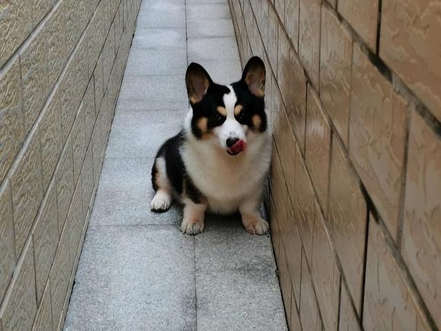 柯基犬的价格多少钱一只,柯基幼犬现在多少钱一只