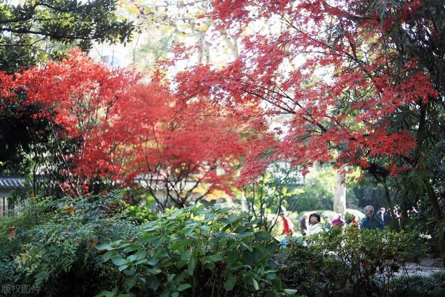 北京加代的葬礼,任加代北京大哥的葬礼
