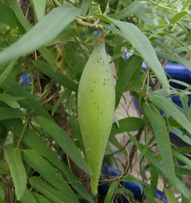 羊奶果适合什么地方种植呢图片,羊奶果适合哪里种植