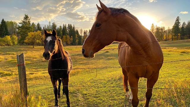 铁网围栏批发,铁网围栏价格
