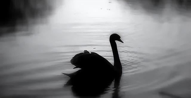 中国三次灰犀牛事件,中国三次灰犀牛事件是什么