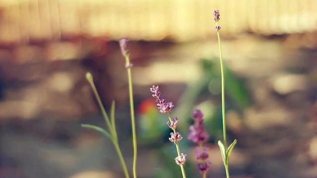 金牛座断联多久联系他,想和金牛座好起来一定要断联