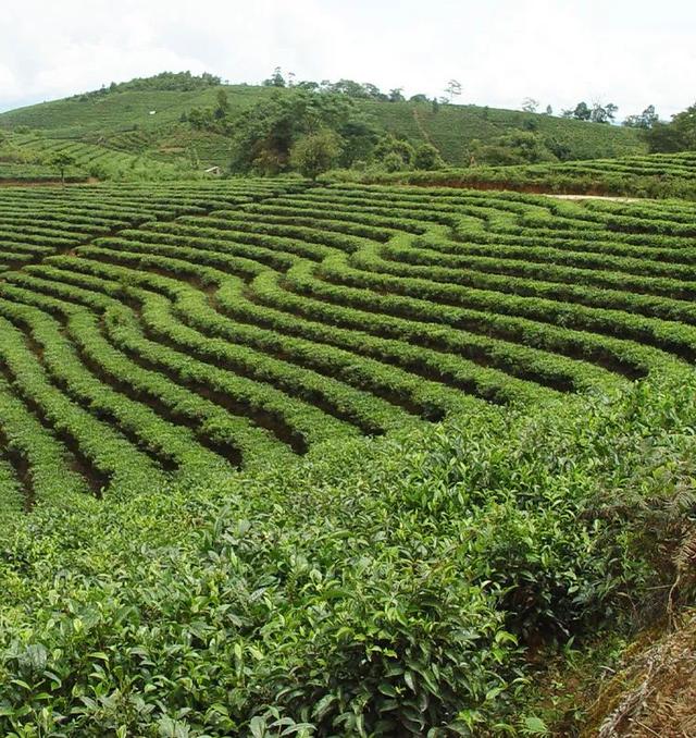 茶叶批发集中采购平台有哪些,茶叶批发集中采购平台有哪些公司