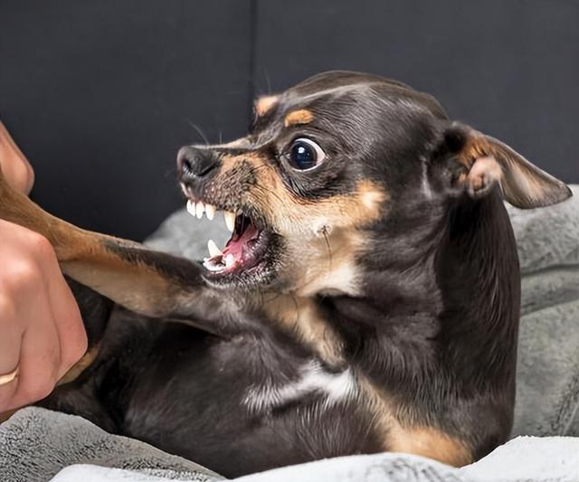 泰迪智商相当于几岁小孩,成年泰迪智商相当于几岁小孩