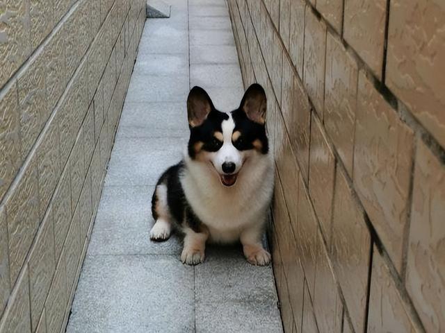 柯基犬的价格多少钱一只,柯基幼犬现在多少钱一只