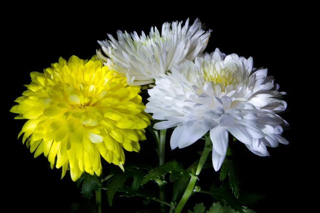 1朵粉玫瑰不能随便送人吧,11朵粉玫瑰不能随便送人嘛"