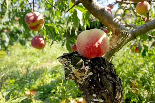 桃的品种名称有哪些,桃的品种名称有哪些图片