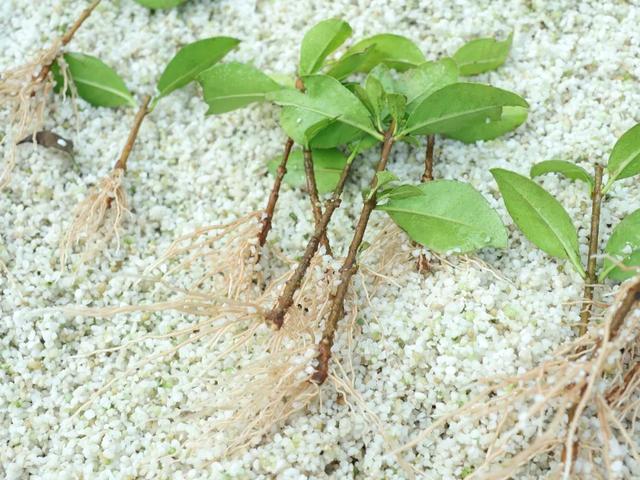 附近园林绿化苗木公司电话,附近园林绿化苗木公司电话号码