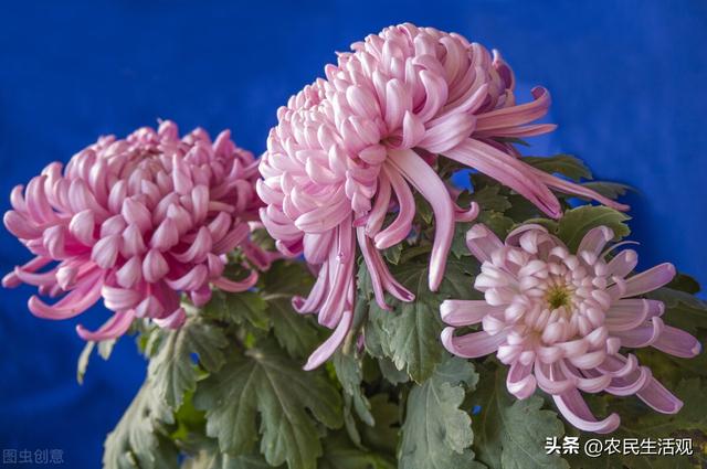 朵粉玫瑰不能随便送人,11朵粉玫瑰适合送什么人"