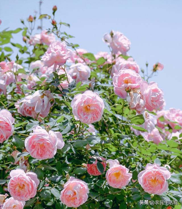 朵粉玫瑰不能随便送人,11朵粉玫瑰适合送什么人"