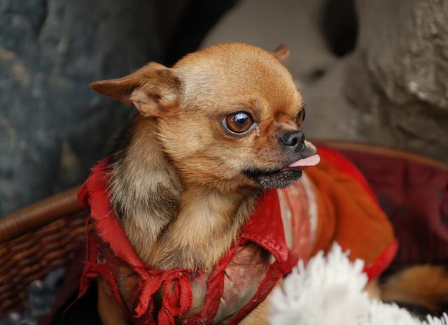 泰迪智商相当于几岁小孩,成年泰迪智商相当于几岁小孩