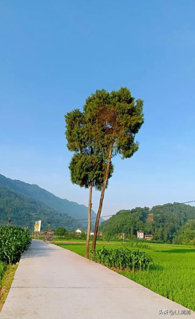 批发买小狗10元一只土狗,批发买小狗10元一只土狗在哪里买