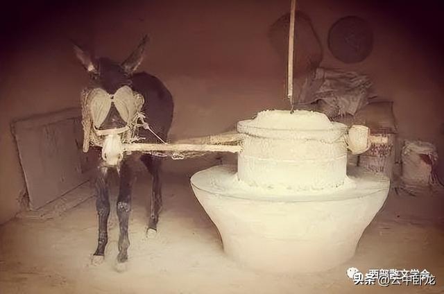 迷你驴多少钱一只,迷你驴多少钱一只在中国买得到它当宠物吗