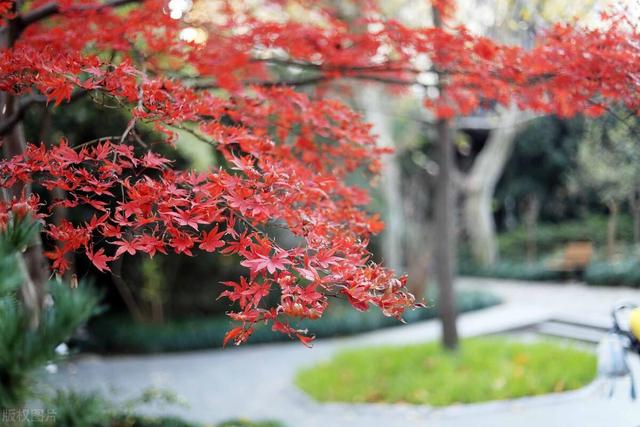 北京加代的葬礼,任加代北京大哥的葬礼