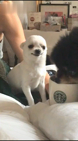 泰迪智商相当于几岁小孩,成年泰迪智商相当于几岁小孩