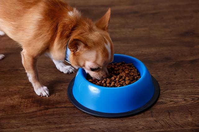 泰迪智商相当于几岁小孩,成年泰迪智商相当于几岁小孩