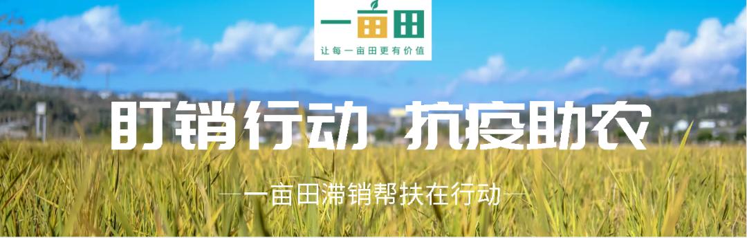 一亩田农产品批发可靠吗,洋槐花,一亩田农产品批发可靠吗安全吗