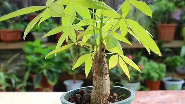 1朵粉玫瑰不能随便送人吧,11朵粉玫瑰不能随便送人嘛"