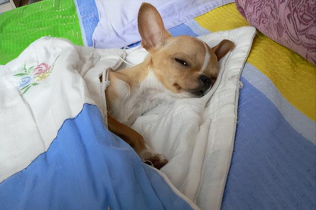 泰迪智商相当于几岁小孩,成年泰迪智商相当于几岁小孩