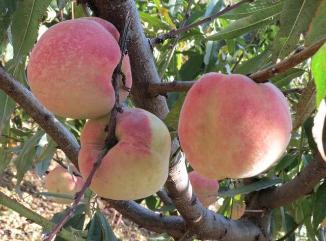 桃的品种名称有哪些,桃的品种名称有哪些图片