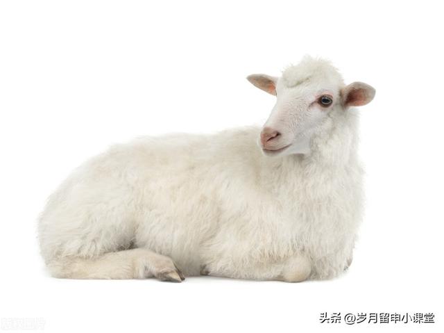 有什么方法可以让羊不动,有什么方法可以让羊不动产