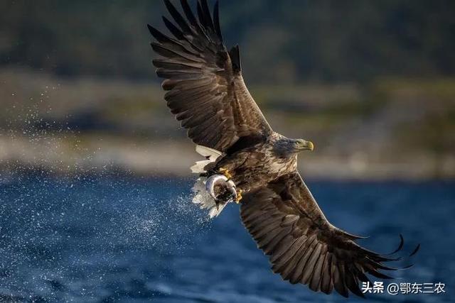 鹰的寓意和象征风水,猫头鹰的寓意和象征风水