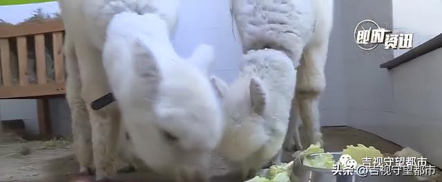 宠物羊驼幼崽多少钱一只,宠物羊驼幼崽多少钱一只图片