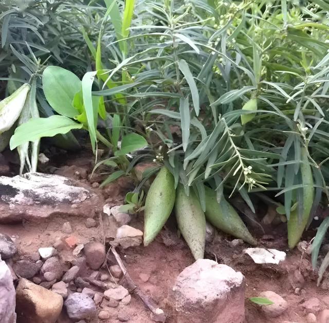 羊奶果适合什么地方种植呢图片,羊奶果适合哪里种植