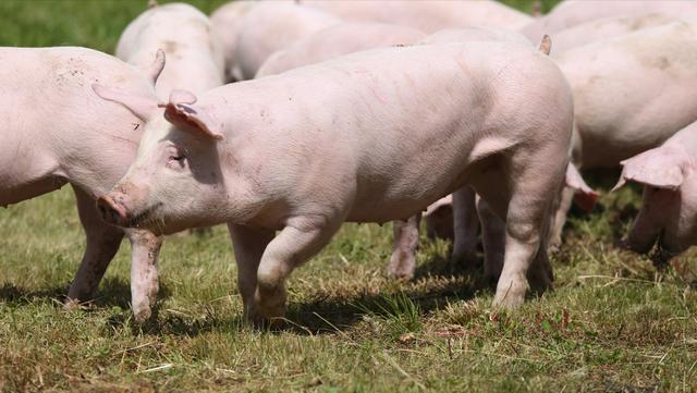 新手卖猪肉需要多少本钱,卖猪肉有什么风险吗