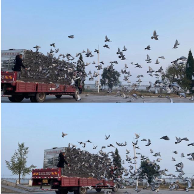 科汇赛鸽赛事直播网站,科汇赛鸽赛事直播网站网址