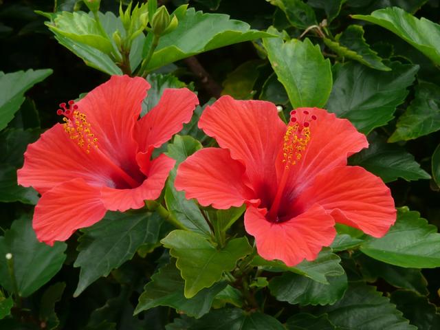 1朵粉玫瑰不能随便送人吧,11朵粉玫瑰不能随便送人嘛"