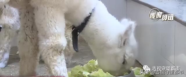 宠物羊驼幼崽多少钱一只,宠物羊驼幼崽多少钱一只图片