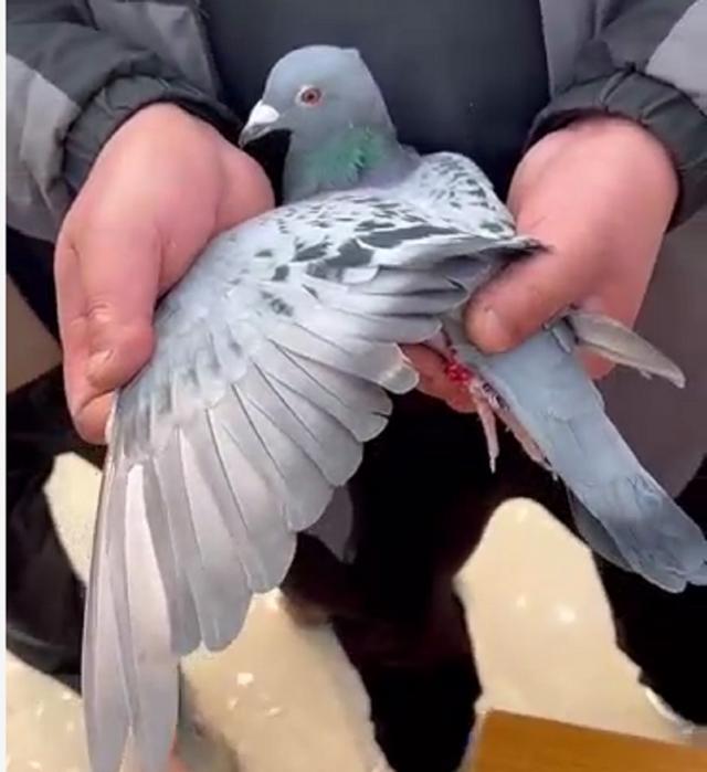 科汇赛鸽赛事直播网站,科汇赛鸽赛事直播网站网址