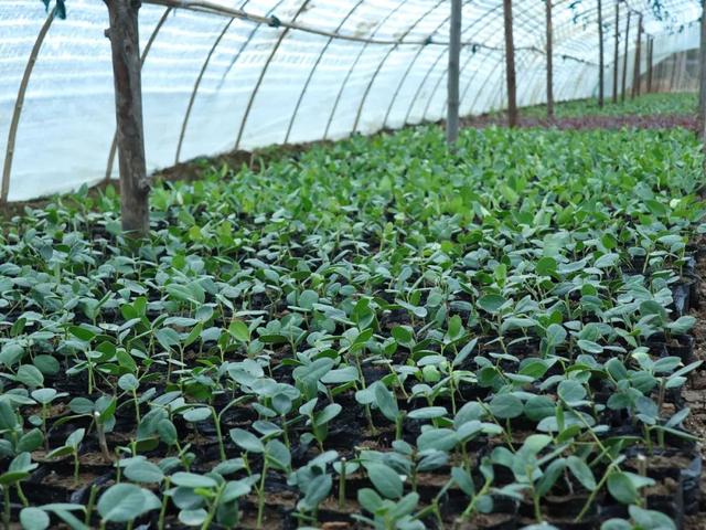 附近园林绿化苗木公司电话,附近园林绿化苗木公司电话号码