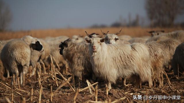 有什么方法可以让羊不动,有什么方法可以让羊不动产