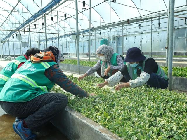 附近园林绿化苗木公司电话,附近园林绿化苗木公司电话号码