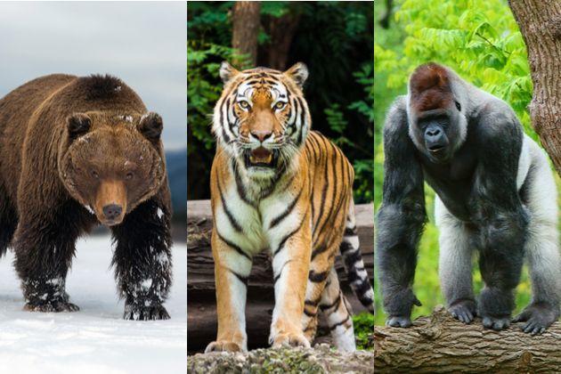 扁形动物的主要代表,扁形动物主要有哪些