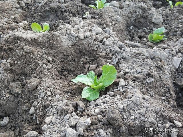 莴笋不能和什么一起吃,莴笋和什么相克,莴笋不能和什么同吃