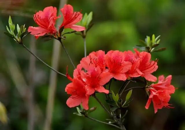 1朵粉玫瑰不能随便送人吧,11朵粉玫瑰不能随便送人嘛"