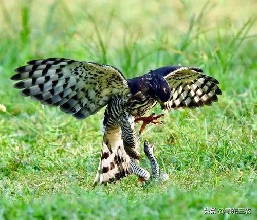 鹰的寓意和象征风水,猫头鹰的寓意和象征风水