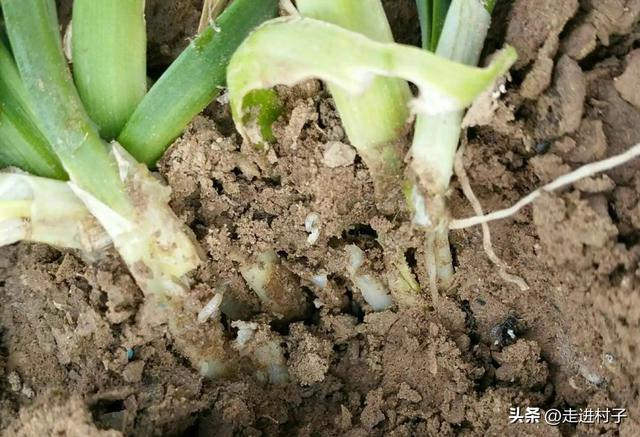 什么东西可以快速杀死蛆虫卵,什么东西可以快速杀死蛆虫卵呢