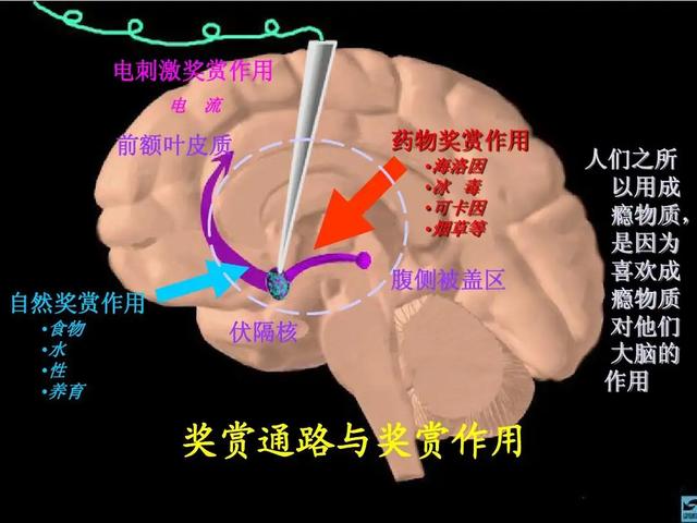 真正的兴趣具有什么特点英语,兴趣特点是什么