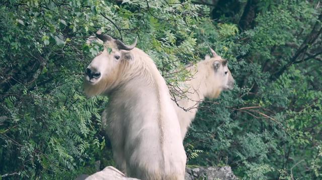 26969四不像图片,928405877四不像四图"