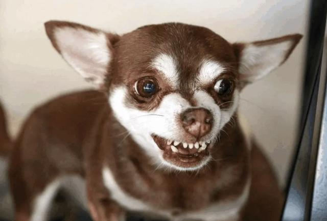 泰迪智商相当于几岁小孩,成年泰迪智商相当于几岁小孩