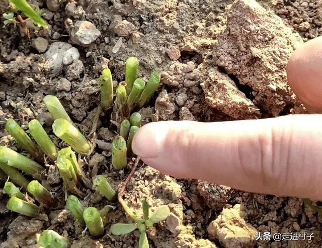 什么东西可以快速杀死蛆虫卵,什么东西可以快速杀死蛆虫卵呢