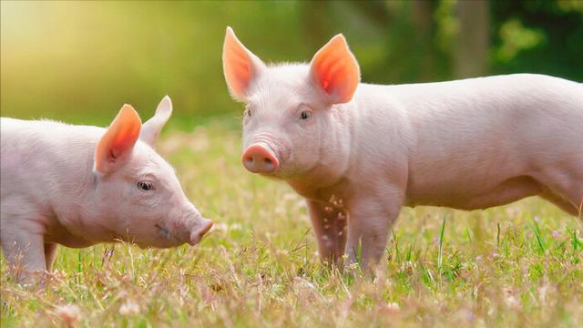 新手卖猪肉需要多少本钱,卖猪肉有什么风险吗