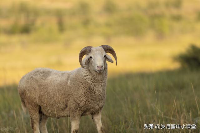 有什么方法可以让羊不动,有什么方法可以让羊不动产