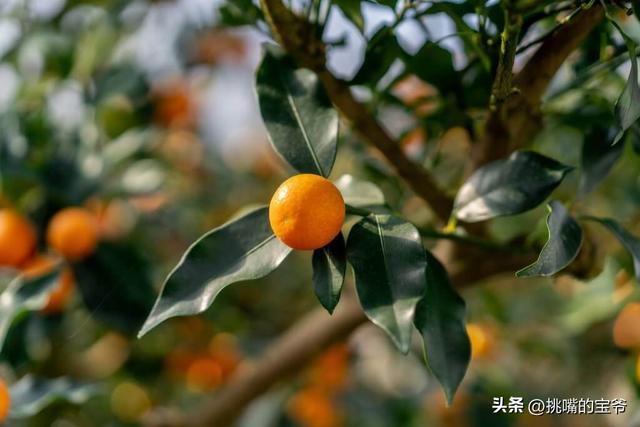 玉玉啥意思,玉玉网络用语