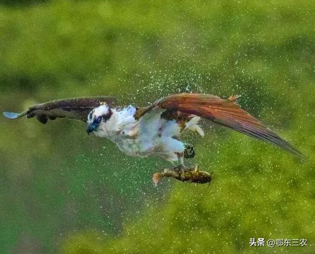 鹰的寓意和象征风水,猫头鹰的寓意和象征风水